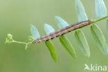 Wikke-uil (Lygephila pastinum)