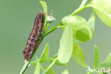 grote bosbesuil (Eurois occulta)