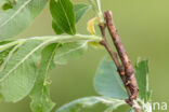 Kortzuiger (Crocallis elinguaria)