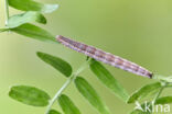 Wikke-uil (Lygephila pastinum)