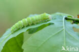 Grote groenuil (Bena bicolorana)