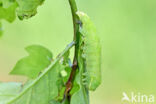 Grote groenuil (Bena bicolorana)