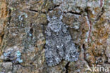 Zuringuil (Acronicta rumicis)