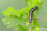 Dubbelstipvoorjaarsuil (Orthosia munda)