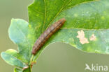 Baardsnuituil (Pechipogo strigilata)