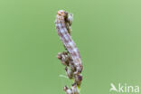 Silenespanner (Perizoma flavofasciata)