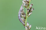 Silenespanner (Perizoma flavofasciata)