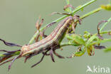 Haarbos (Ochropleura plecta)