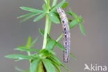 Vierbandspanner (Xanthorhoe ferrugata)