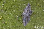 Grote spikkelspanner (Hypomecis roboraria)