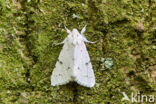 Schaapje (Acronicta leporina)