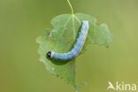 Populierenvoorjaarsuil (Orthosia populeti)