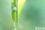 Grote weerschijnvlinder (Apatura iris)