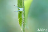 Grote weerschijnvlinder (Apatura iris)