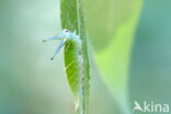 Grote weerschijnvlinder (Apatura iris)