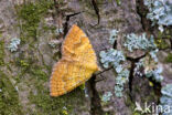 Gestreepte goudspanner (Camptogramma bilineata)