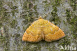 Gestreepte goudspanner (Camptogramma bilineata)