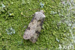 Puta-uil (Agrotis puta)