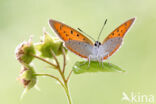 Grote vuurvlinder (Lycaena dispar)