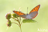 Grote vuurvlinder (Lycaena dispar)