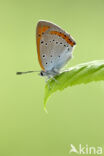 Grote vuurvlinder (Lycaena dispar)