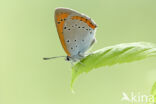 Grote vuurvlinder (Lycaena dispar)