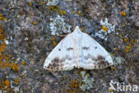 Witte schaduwspanner (Lomographa temerata)