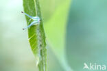 Grote weerschijnvlinder (Apatura iris)