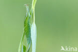 Grote weerschijnvlinder (Apatura iris)