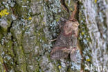 Donker Brandnetelkapje (Abrostola triplasia)