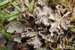 Groot leermos (Peltigera canina)