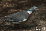 Houtduif (Columba palumbus)