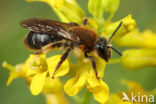 Andrena lagopus