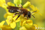 Andrena lagopus