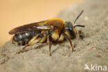 Andrena lagopus