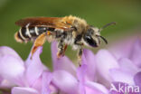 Wikkebij (Andrena lathyri)