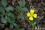 Kruipganzerik (Potentilla anglica)