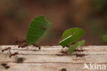 Atta cephalotes