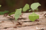 Atta cephalotes