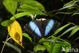 Morpho achilles