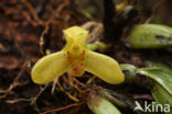 Maxillaria rufescens