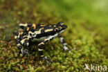 Atelopus seminiferus