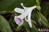 Sobralia sp.