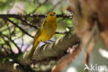 Gewone Saffraangors (Sicalis flaveola)