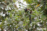 Andeszadelrugtamarin (Saguinus leucogenys)