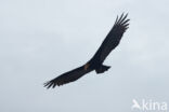 kleine geelkopgier (Cathartes burrovianus)