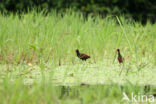 Leljacana (Jacana jacana)