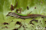 Kentropyx altamazonica