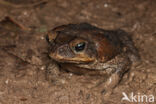 Rhinella marina