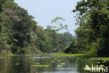 Reserva Nacional Pacaya Samiria